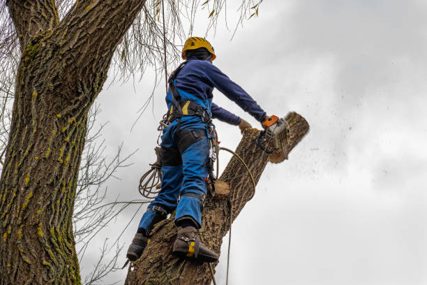 Best Tree and Shrub Care  in Chesterfield, IN